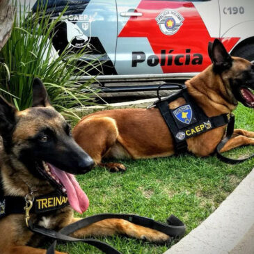 Inteligência da PM apoia com êxito a operação “Rodovia Mais Segura”