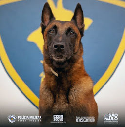 O repouso do guerreiro: cão herói da PMESP recebe aposentadoria