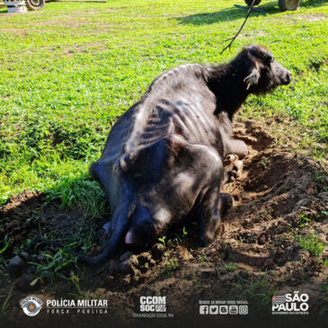 PM Ambiental multa fazendeiro em mais de 2 milhões