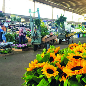 Ceagesp prepara a maior paella do Brasil para comemorar seus 53 anos