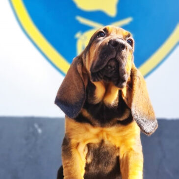 Recruta Dino chega para somar em heroísmo no canil do 3º Baep