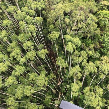 Águia 24 acessa via rapel local de queda de helicóptero  em Paraíbuna
