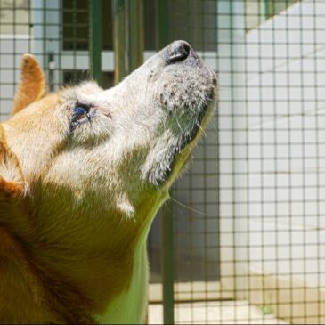 Prefeitura realiza segunda edição do Cuida Pet SP