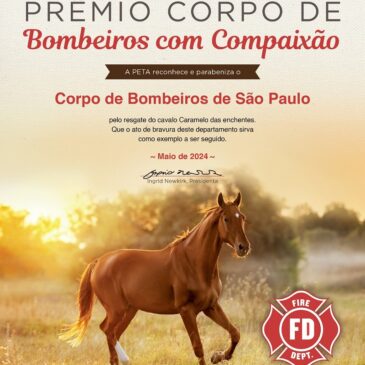Bombeiros de SP recebem prêmio por resgate do cavalo Caramelo no RS