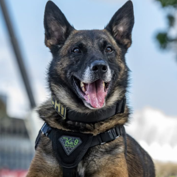 Dia do Cão Policial enaltece papel dos animais nas Forças de Segurança